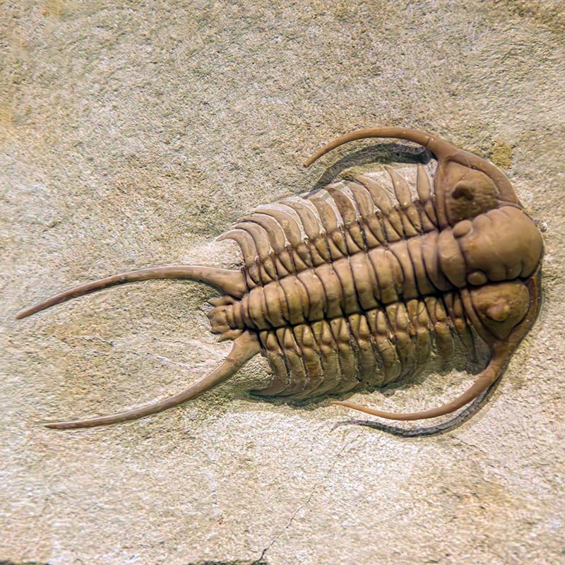 Trilobite.sol